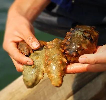 【长岛野生海参】具有高蛋白质！肉质厚实，参体饱满，弹性足！参刺挺拔，泡发率高！还可提高免疫力，温和滋补，降血脂等！做法多样，煲粥、蘸食、凉拌等！【TJ-J】 商品图8
