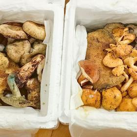 云南 美味菌子【时令尝鲜】