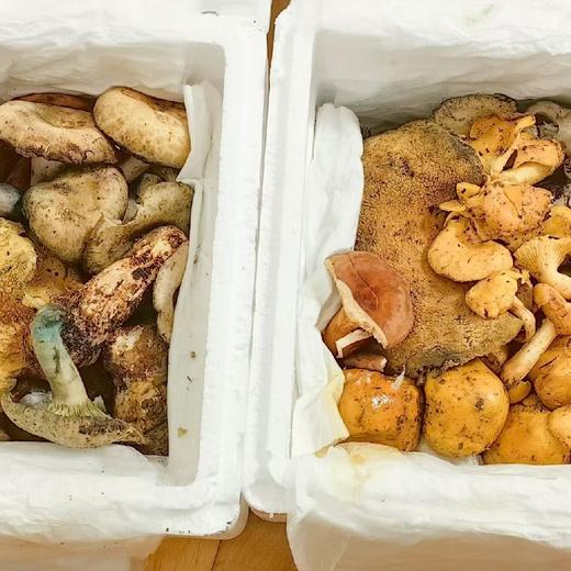 云南 美味菌子【时令尝鲜】 商品图0