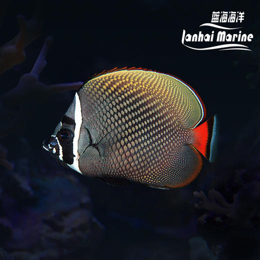 红尾朱蝶 商品图0