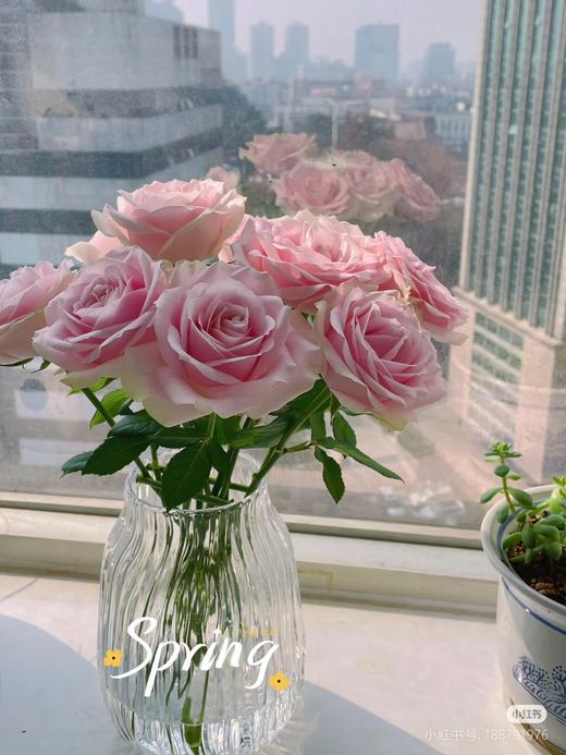 粉雪山10支 商品图3