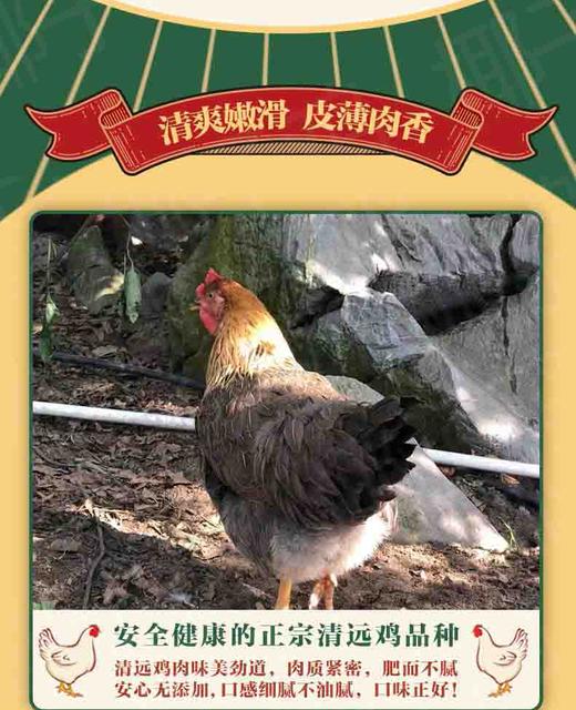 L农一代清远椰子鸡
500g/盒 商品图0