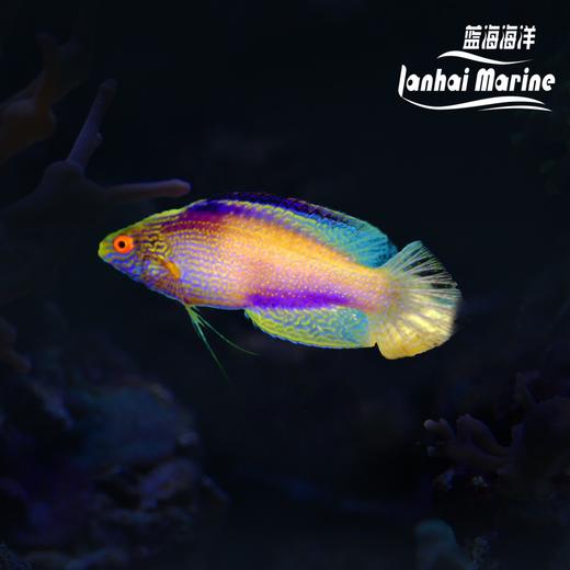 夏威夷金丝雀 公 商品图1