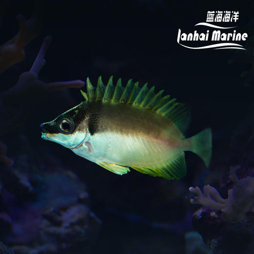 人工黄狐狸 商品图0