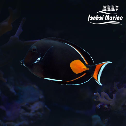 鸡心吊 商品图0