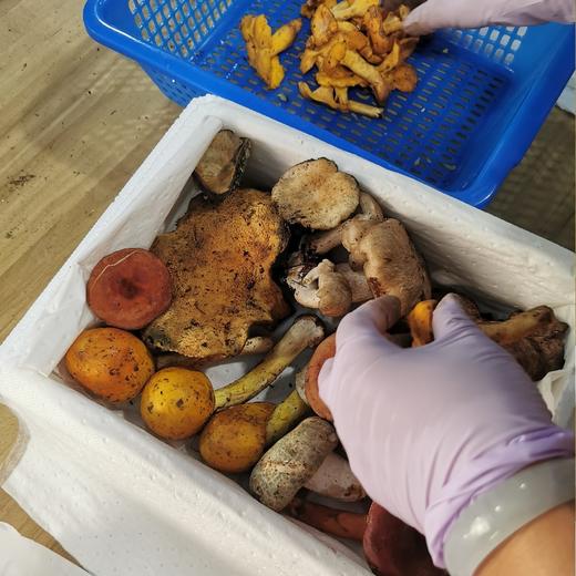 云南 美味菌子【时令尝鲜】 商品图3