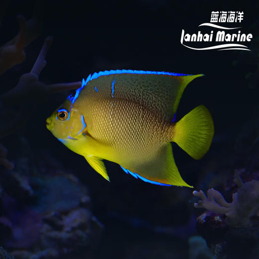 美国蓝仙 商品图0