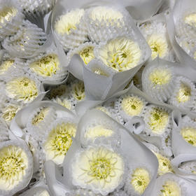 大丽花. 白马卡