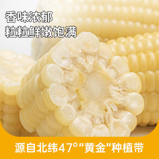 北纬47度白甜糯鲜玉米220克＊6 商品图1