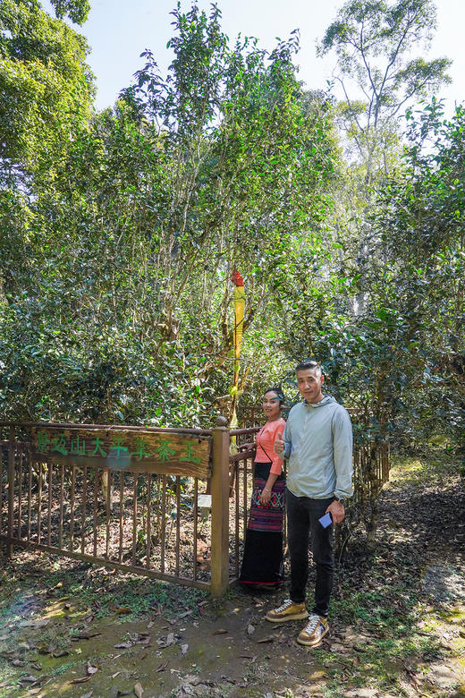 10月13日中午12点【景迈山】2021年景迈山大平掌超核心片区纯料；勐海干仓存储3年；严选好料 357g/饼 5饼/提 商品图5