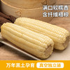 北纬47度白甜糯鲜玉米220克＊6 商品缩略图2