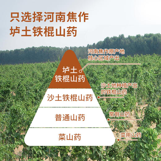 【复配山药粉】养生十种好 铁棍怀山药粉 古法麸炒自然香 早晚一杯效果更好，252克（21条装） 商品图2