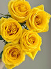 国产玫瑰-【金枝玉叶】黄玫瑰 商品缩略图0
