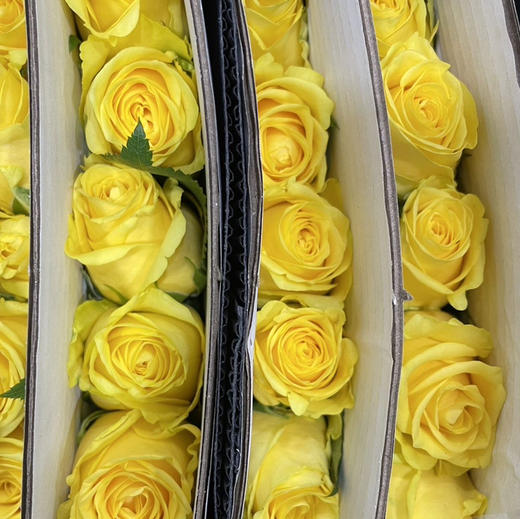 国产玫瑰-【金枝玉叶】黄玫瑰 商品图1