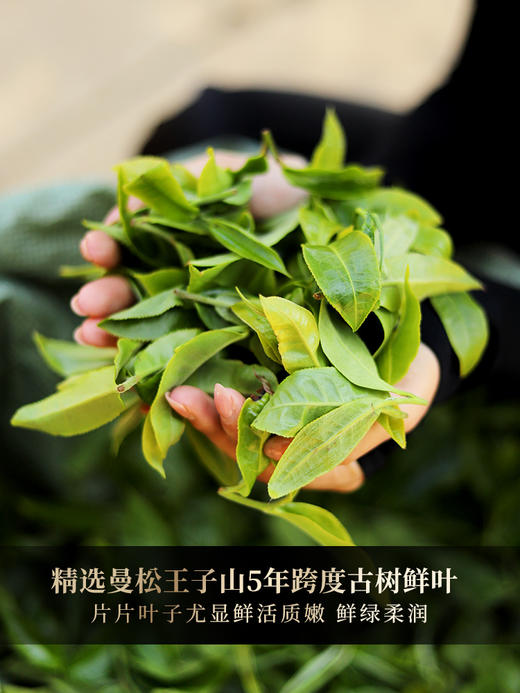【金奖象票】2024年易武斗茶大会金奖 稀缺古树资源 古票研究院独立出品 横跨五年曼松王子山完美融合普洱茶生茶1箱内含5饼*357克 商品图8