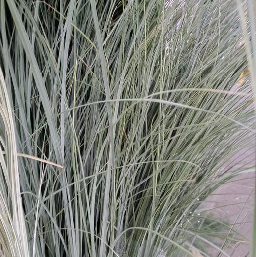 芦苇叶 商品图1