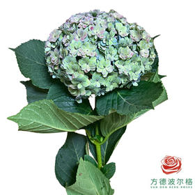 市场绣球 重瓣青花瓷