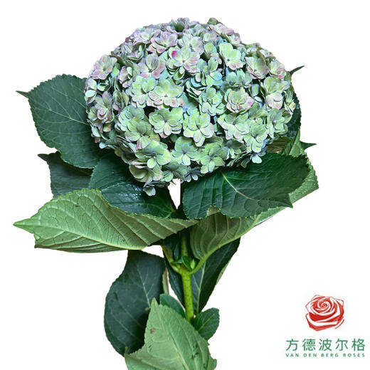 市场绣球 重瓣青花瓷 商品图0