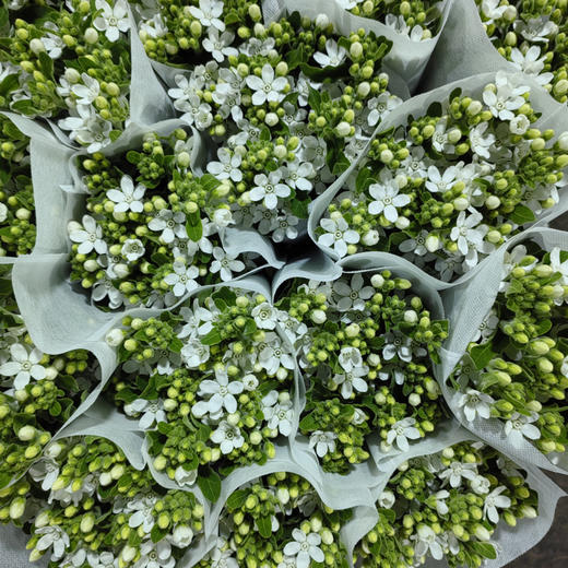 蓝星花.白色 商品图2