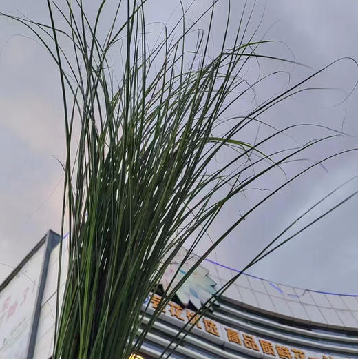 芦苇叶 商品图2