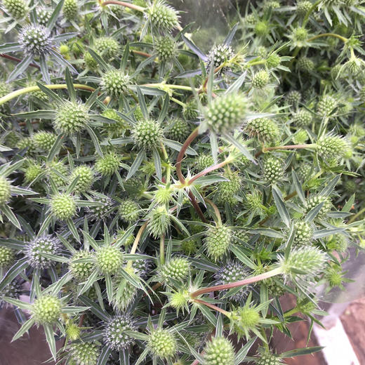 情人果 商品图1