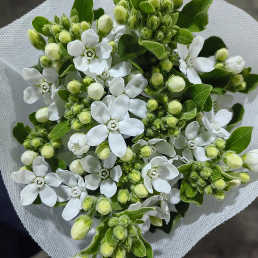 蓝星花.白色 商品图1