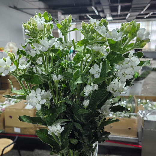 蓝星花.白色 商品图0