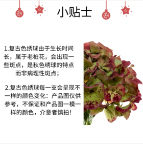 市场绣球 巨无霸青花瓷