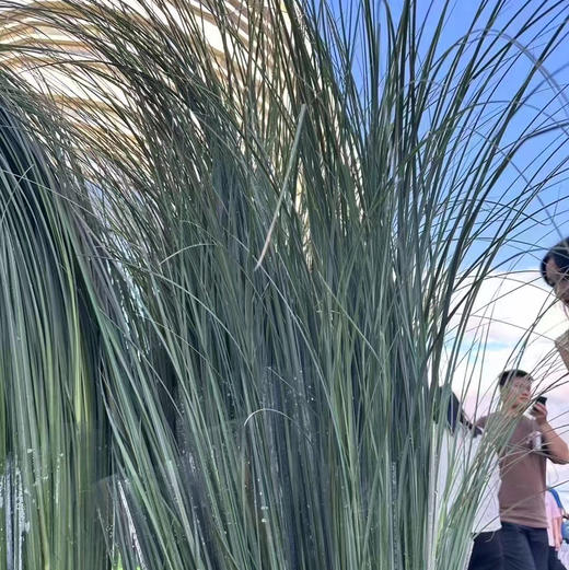 芦苇叶 商品图0