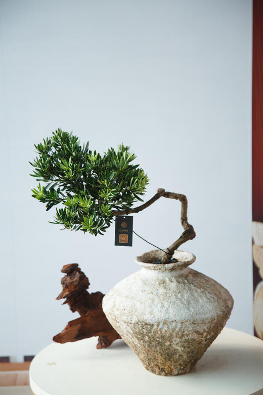 造型罗汉松 商品图0