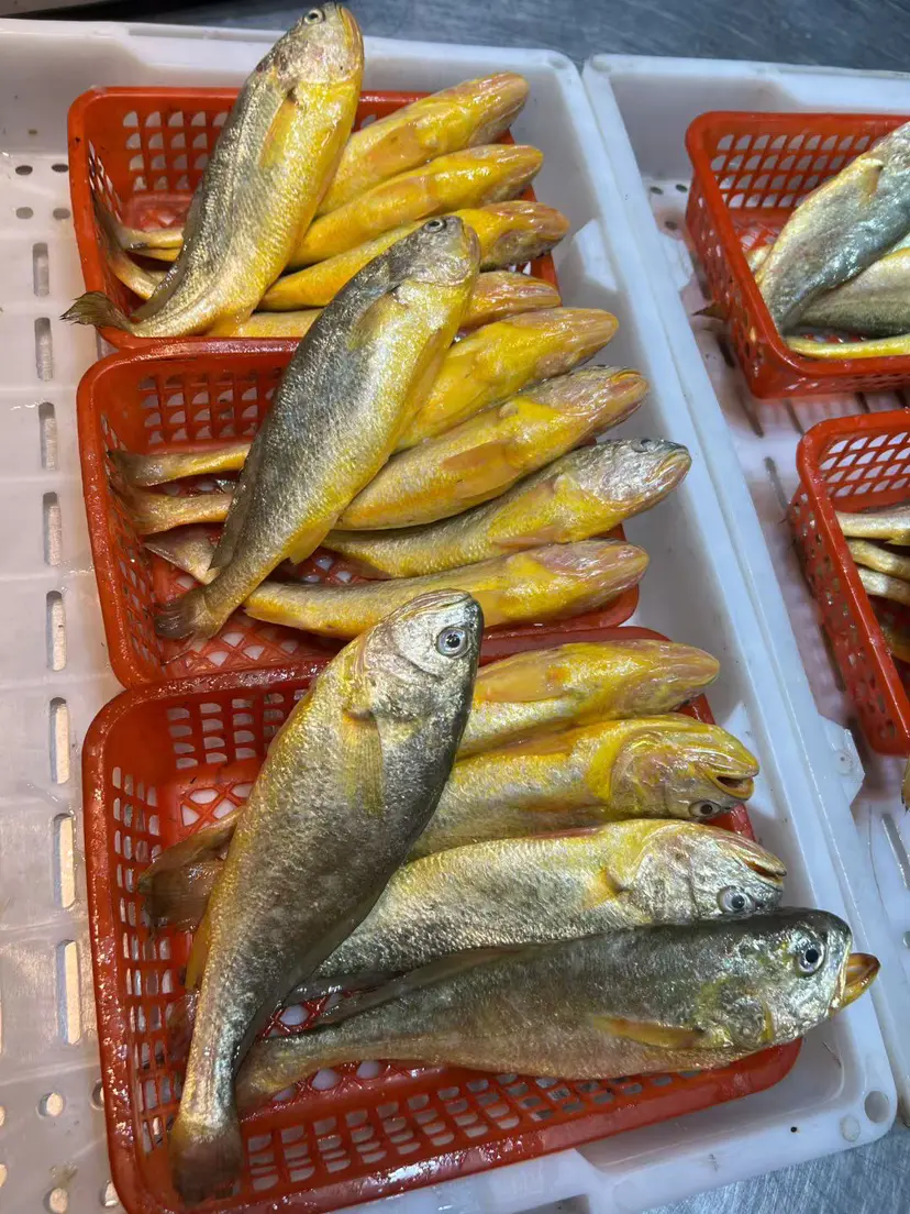 野生小黄鱼3斤