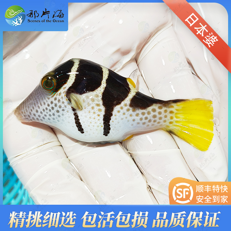 日本婆Canthigaster valentini