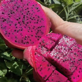 酵素生态种植火龙果五斤装✔️ 自制酵素堆肥 ✔️ 天然防虫 ✔️ 拒绝一切化学添加