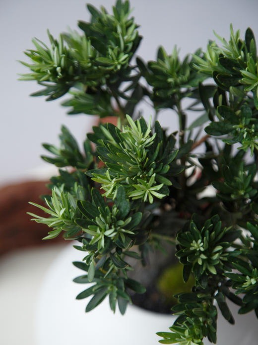 罗汉松 商品图2