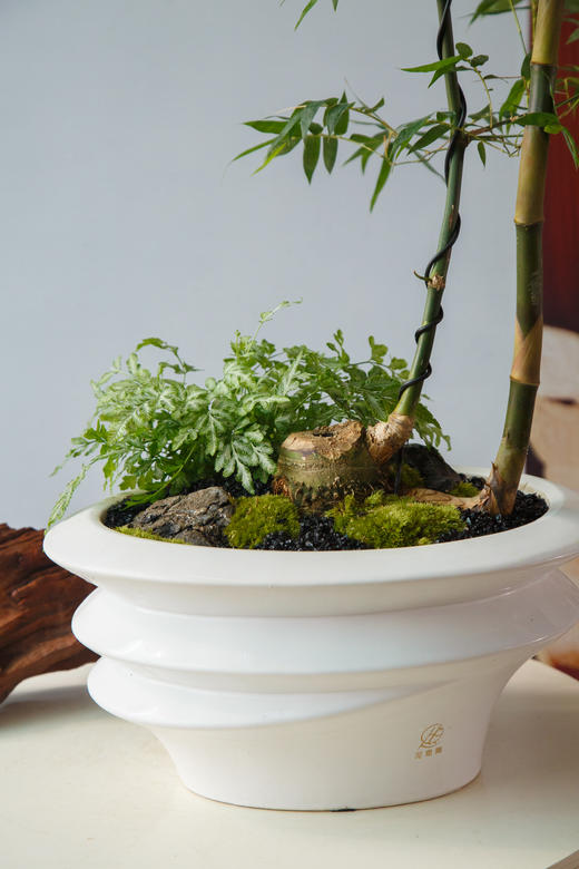 造型勒竹 商品图1