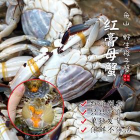 【保鲜不保活】闹妈海鲜舟山梭子蟹红膏母蟹3两左右/只 2斤/3斤会有断脚