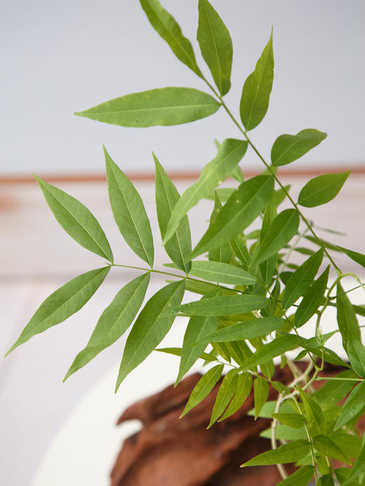 无患菩提 商品图2