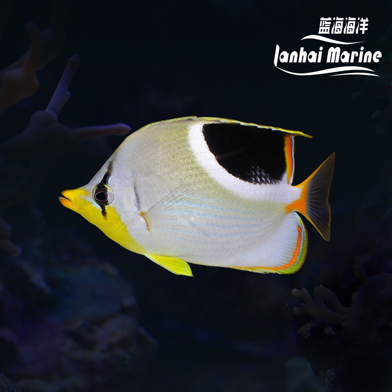 月光蝶