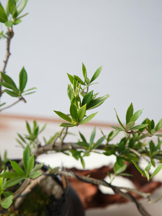 造型栀子花 商品图2