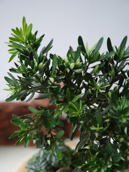 罗汉松 商品图2