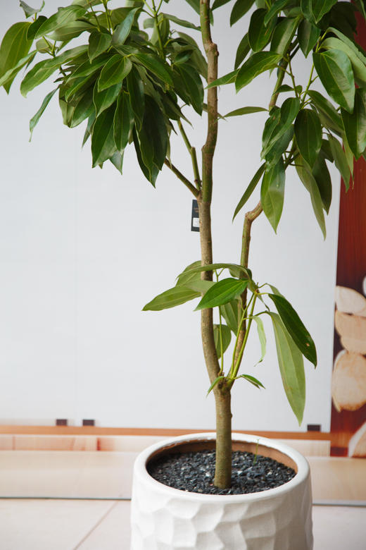 平安树 商品图1