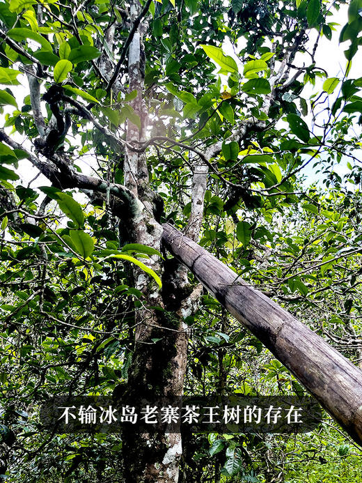 【不足10饼】【冰岛特大树】2023年头春冰岛茶区6棵特大古树，采用獨家无极拼配技艺357g/饼 商品图6