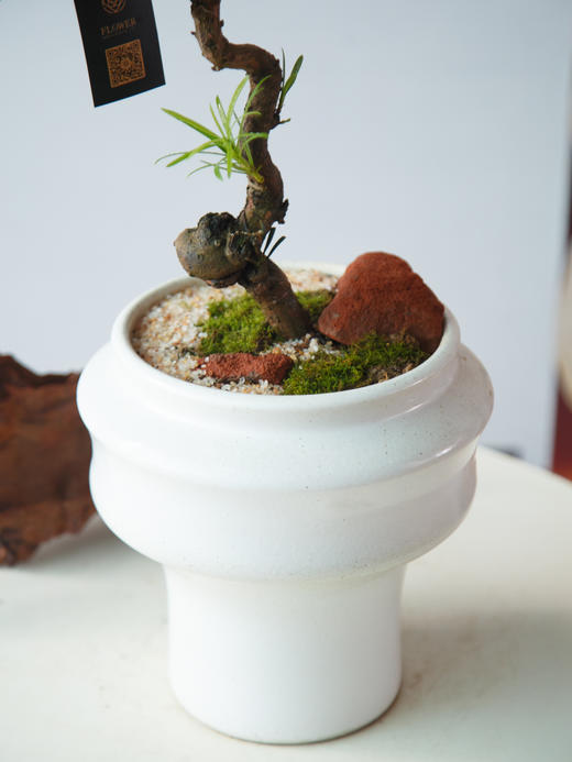 造型罗汉松 商品图1