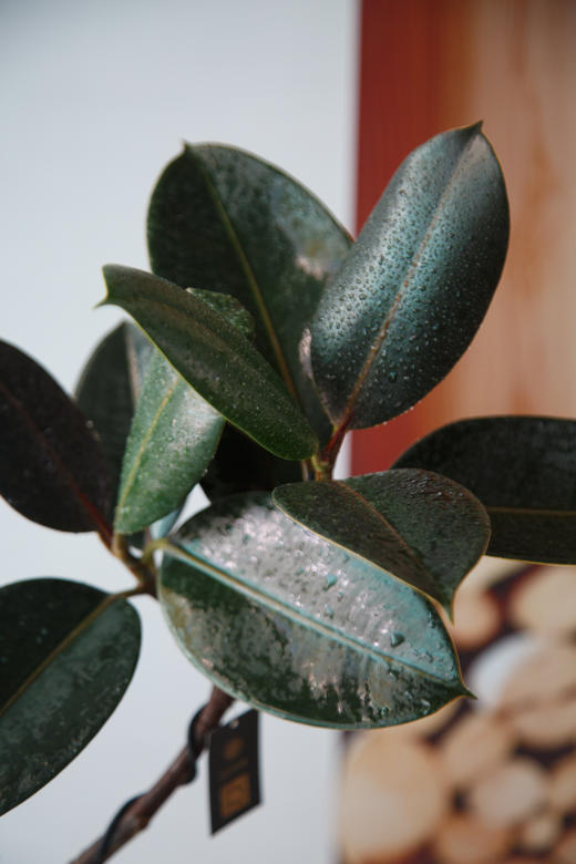 造型黑金刚 商品图2