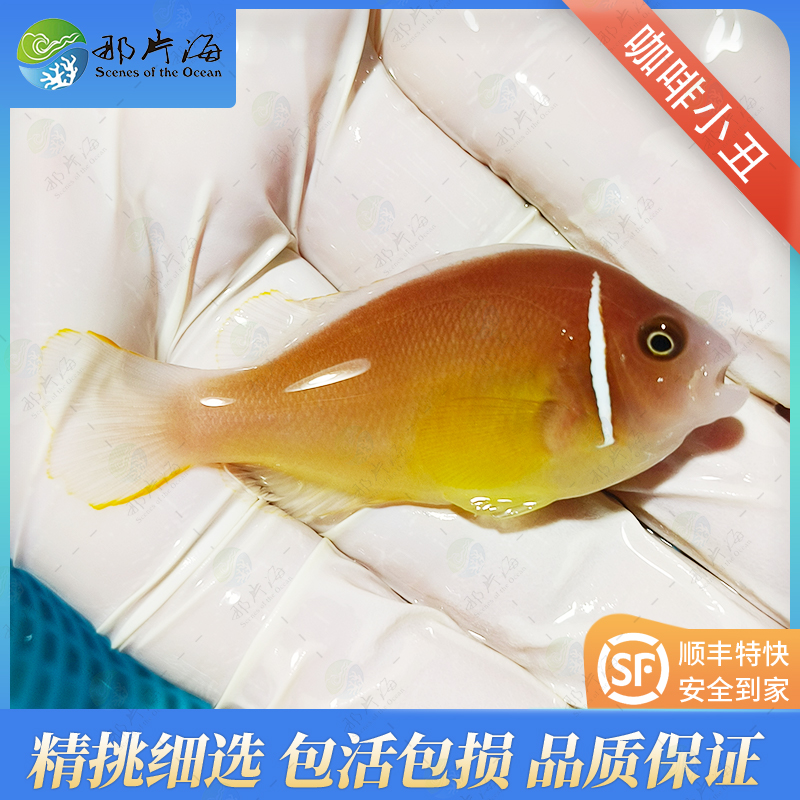 咖啡小丑Amphiprion perideraion