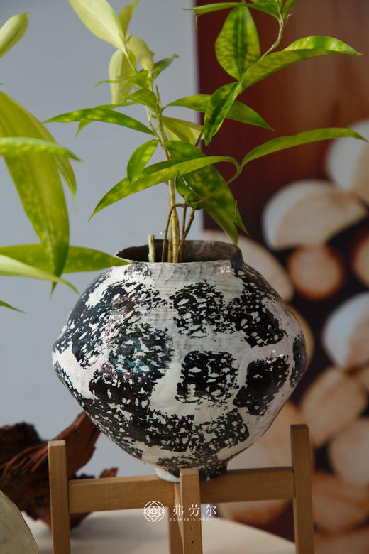 油点木 商品图2