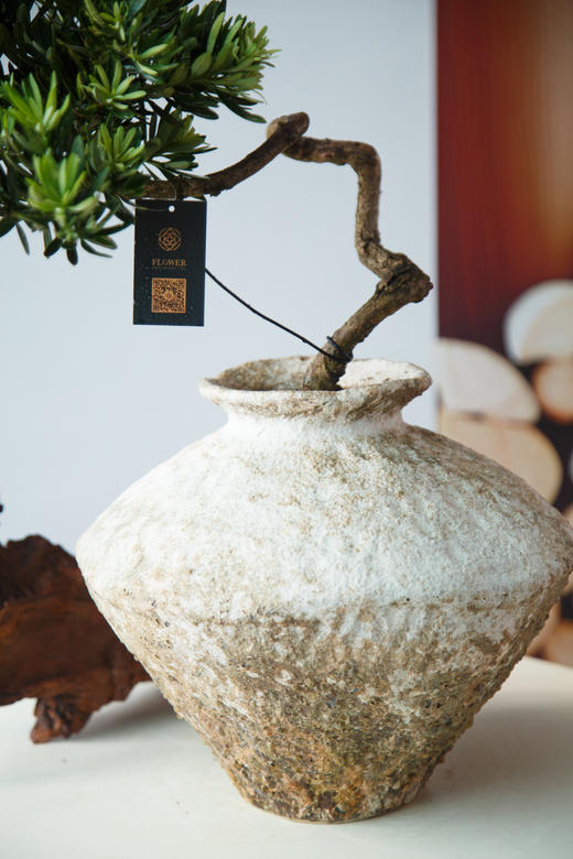 造型罗汉松 商品图1