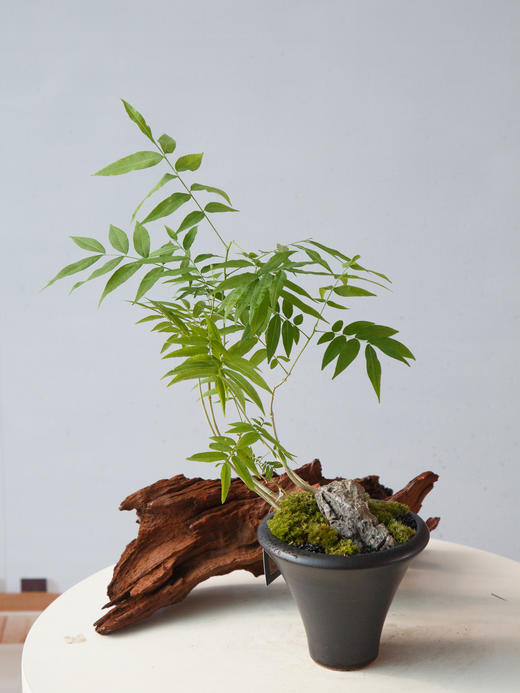 无患菩提 商品图0