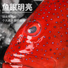 港岛姑娘 深海东星斑深海鱼红石斑味美鲜甜肉质弹嫩活冻 商品缩略图4