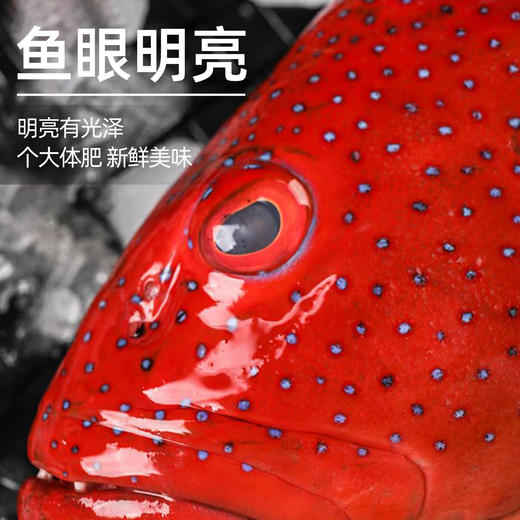 港岛姑娘 深海东星斑深海鱼红石斑味美鲜甜肉质弹嫩活冻 商品图4